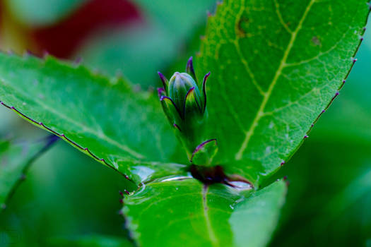 Leafy Crown