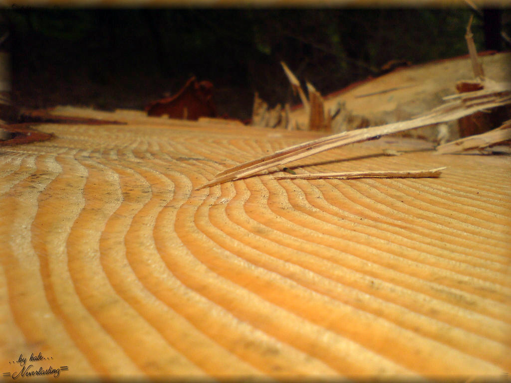 The wooden splinter by NeverlastingMoment on DeviantArt