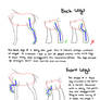 Pony Anatomy Tips/Study/Tutorial