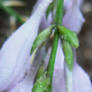 Raindrops on Hostas Flowers, 3