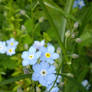 forget me nots