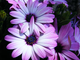 purple daisy