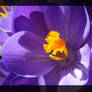 Filigree Crocus