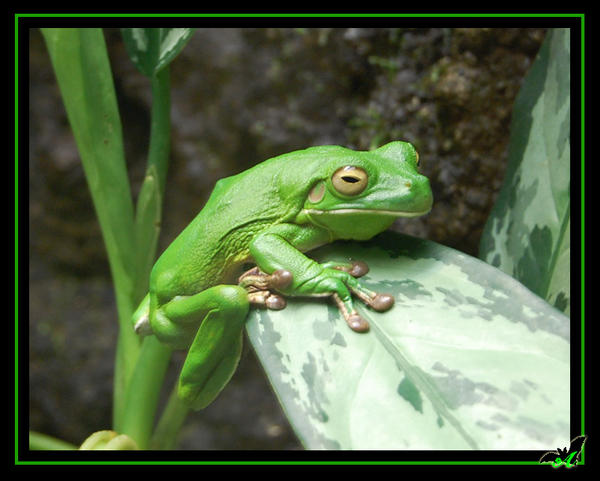 Green Frog