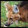 Portrait of a Maned Wolf