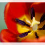 Insight into a Tulip