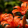 Orange Lilies