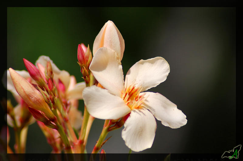 Oleander