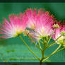 Persian Silk Tree