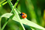 Ladybird by Wild-Soul