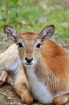 Lechwe by Wild-Soul