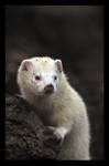 Albinism by Wild-Soul