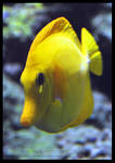 Yellow Tang by Wild-Soul