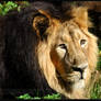 Asiatic Lion