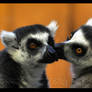 Lemur Love