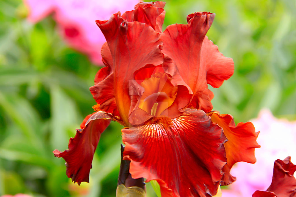 Red Rabbit Iris - Dark Red Iris - A Beautiful Garden Flower In Sum by dzintraregina on ...