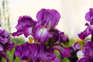 - Purple Iris - A Beautiful Garden Flower On White