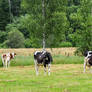 - Simple Green Countryside With Cows