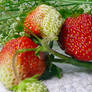 - Garden Strawberries Close-up