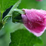 - 3. Pink Garden Flower In The Rain