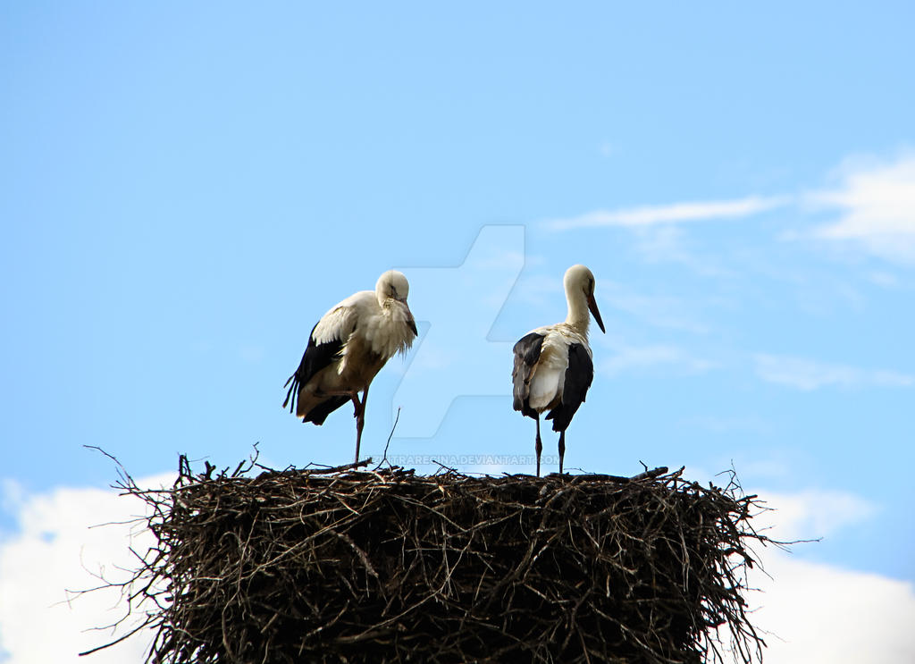 - The Storks Have Returned To Their Homeland by dzintraregina on DeviantArt