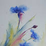 Watercolor - Blue cornflowers