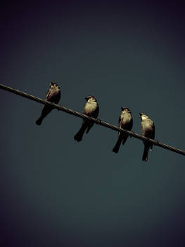 Birds on a Wire