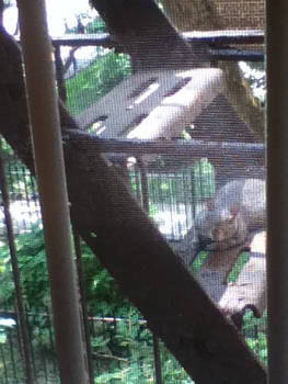 Squirrel on a fire escape