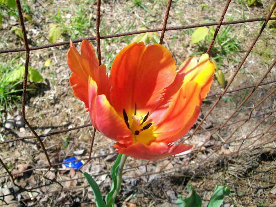 Orange Tulip