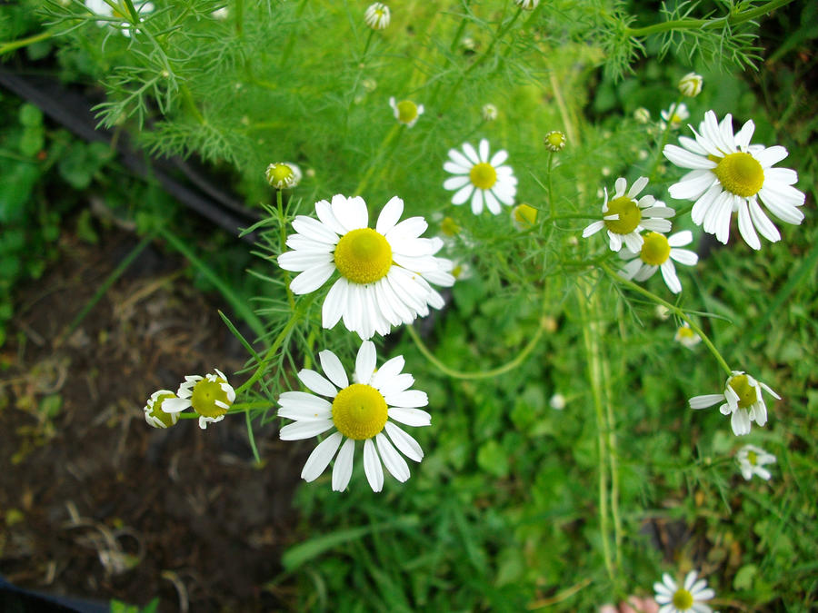 Chamomile