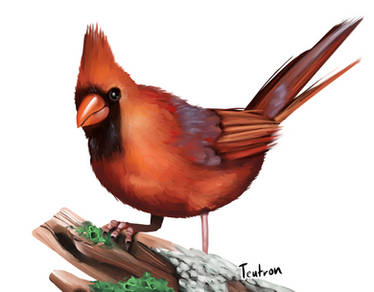 Cardinal from Reference