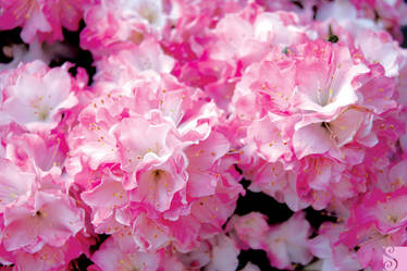 Pink Flowers