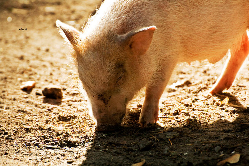 piggy in the sun