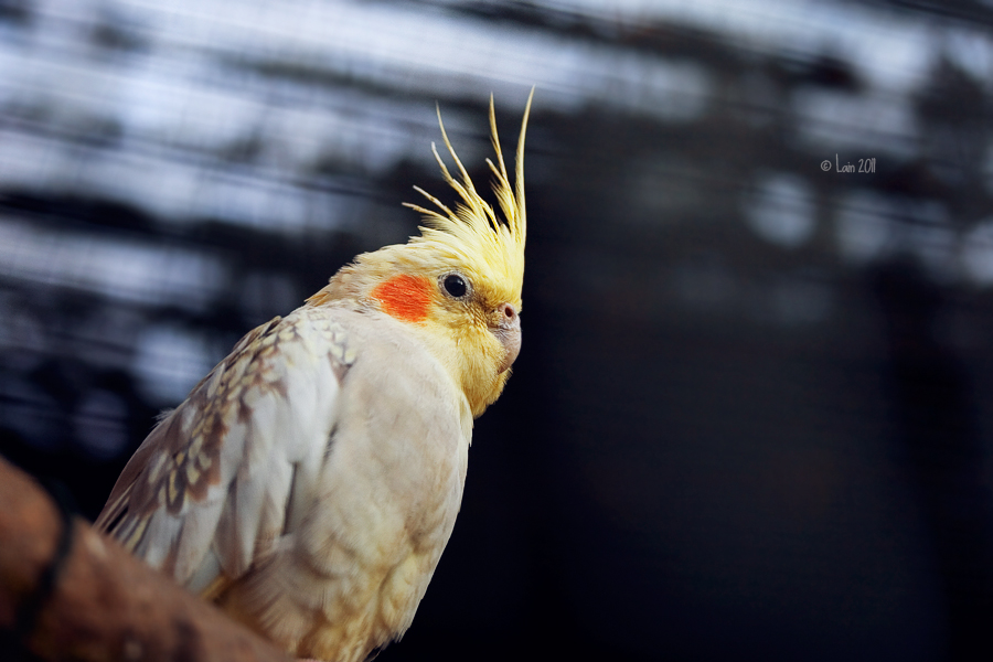 Cockatiel