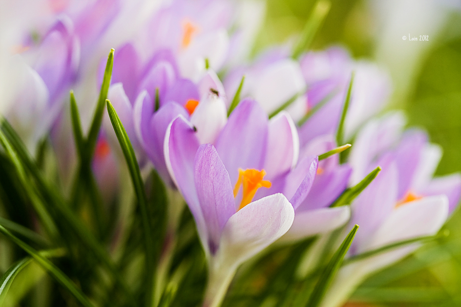 Crocuses