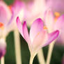 Crocuses IV