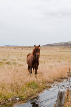 icelandic horse