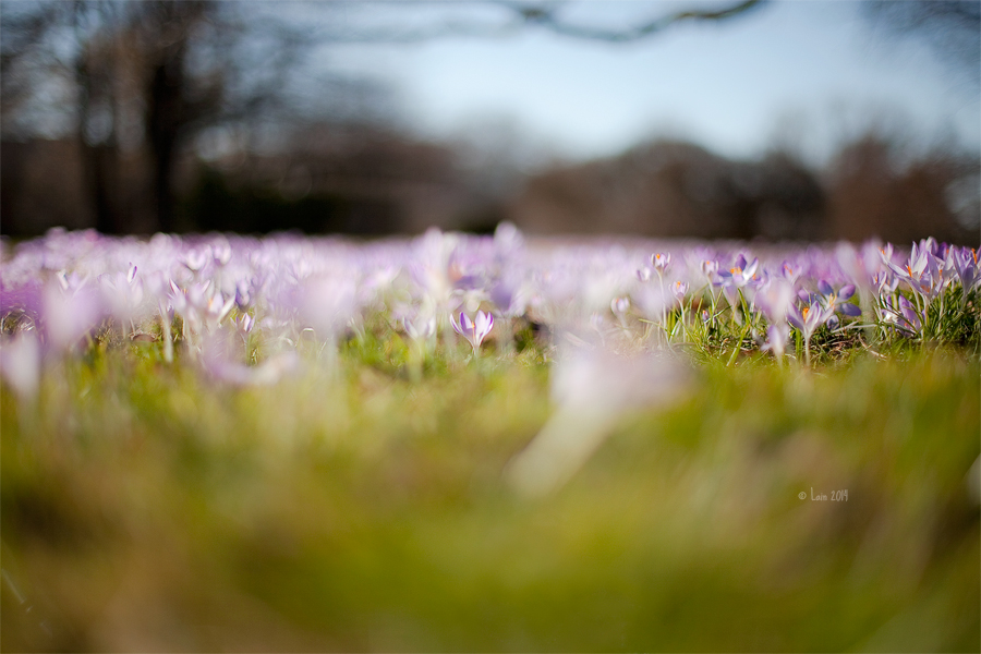 Little Spring Forest