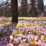 Field of spring