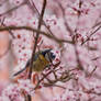 bluetit in cherry blossoms