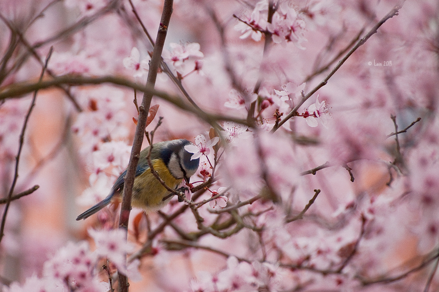 bluetit in cherry blossoms