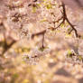 spring bokeh