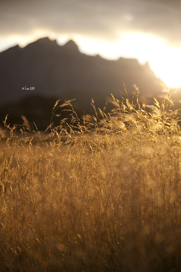 evening gold