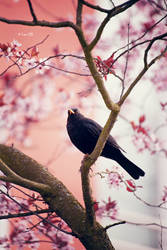 black beauty in pink