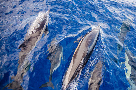 Dolphin Family