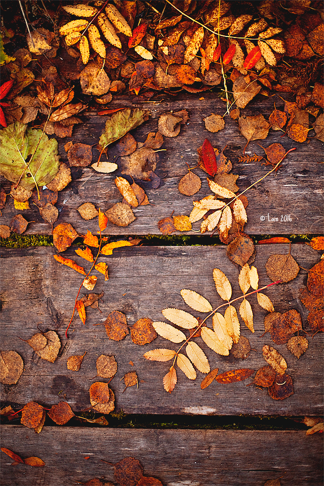 Herbstfarben by Lain-AwakeAtNight