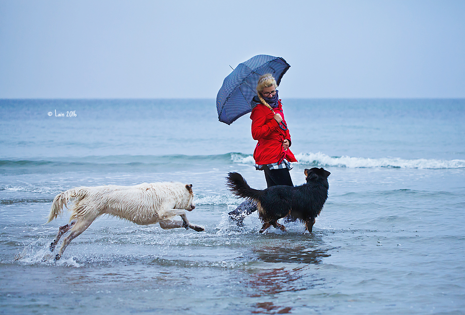 Beachdogs