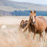 Wild Welsh Pony