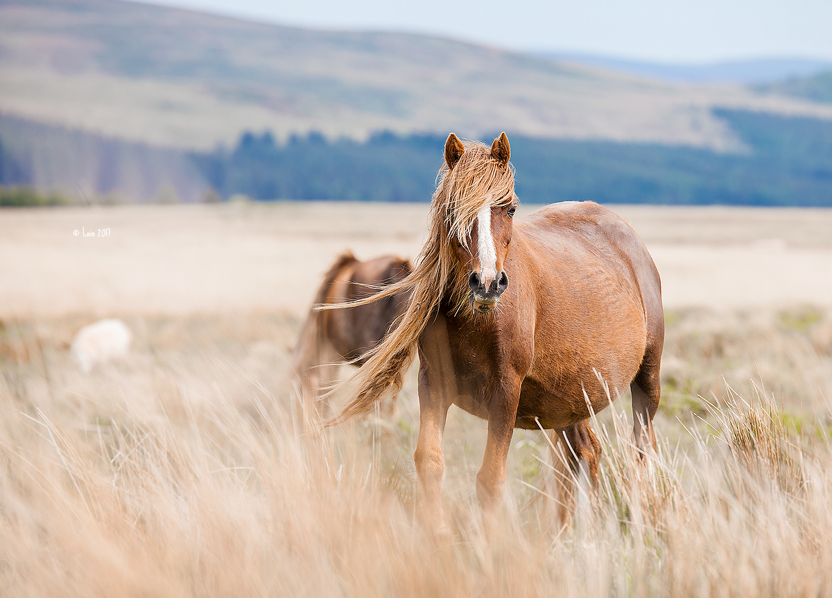 Wild Welsh Pony