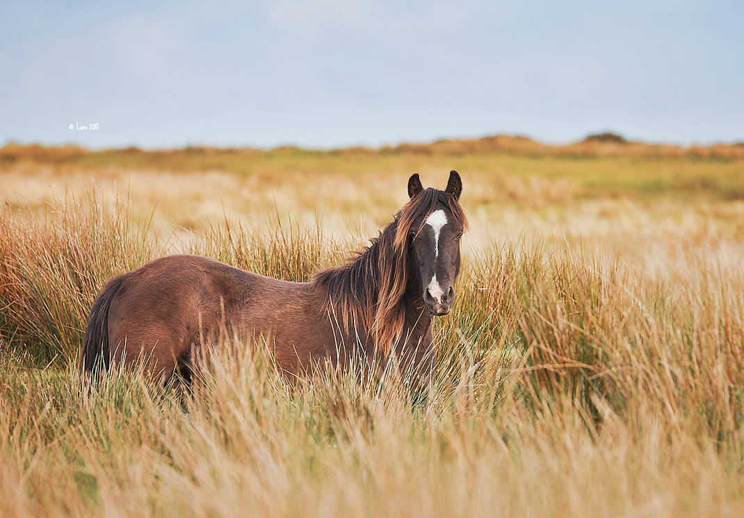 Wild Welsh Pony by Lain-AwakeAtNight